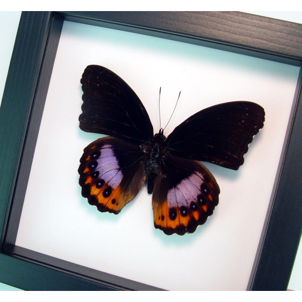 Hypolimnas pandarus Rare Purple Orange Butterfly Classic Black Display Framed Taxidermy