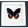 Hypolimnas pandarus Orange Purple Framed Butterfly Taxidermy Vibrant White Display