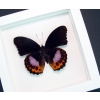 Hypolimnas pandarus Orange Purple Framed Butterfly Vibrant White Display Framed Taxidermy
