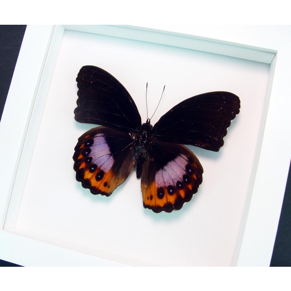 Hypolimnas pandarus Orange Purple Framed Butterfly Vibrant White Display