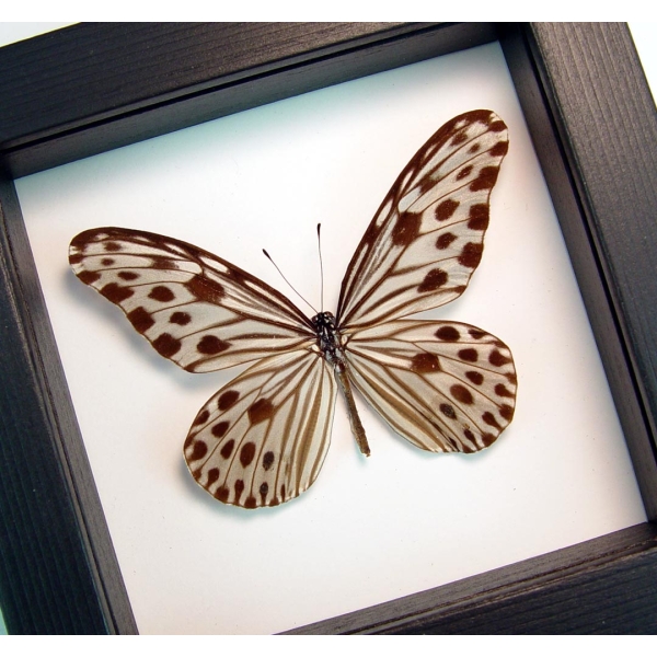 Ideopsis Gaura Perakana Female Framed Wood Nymph Butterfly Classic Black Display