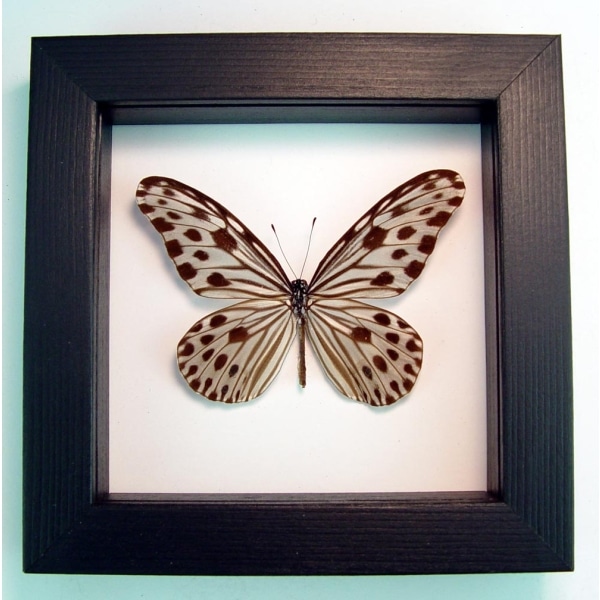 Ideopsis Gaura Perakana Female Framed Wood Nymph Butterfly Classic Black Display
