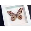 Ideopsis Gaura Perakana Female Framed Wood Nymph Butterfly Vibrant White Display