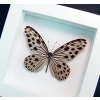Ideopsis Gaura Perakana Female Framed Wood Nymph Butterfly Vibrant White Display