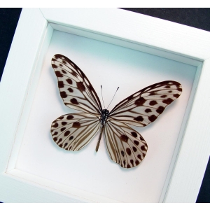 Ideopsis Gaura Perakana Female Framed Wood Nymph Butterfly Vibrant White Display