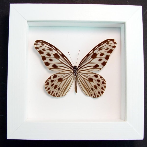 Ideopsis Gaura Perakana Female Framed Wood Nymph Butterfly Vibrant White Display