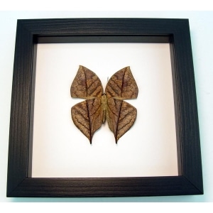 Kallima inachus verso Dead Leaf Mimic Butterfly Framed Insect Classic Black Display