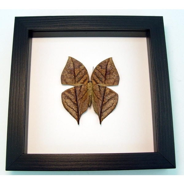 Kallima inachus verso Dead Leaf Mimic Butterfly Framed Insect Classic Black Display