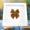 Dead Leaf Mimic Butterfly Kallima inachus verso Framed Vibrant White Display