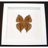 Kallima inachus verso Dead Leaf Mimic Butterfly Framed Insect Vibrant White Display