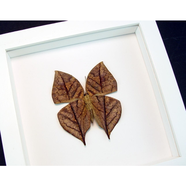 Kallima inachus verso Dead Leaf Mimic Butterfly Framed Insect Vibrant White Display