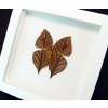 Kallima inachus verso Dead Leaf Mimic Butterfly Framed Insect Vibrant White Display