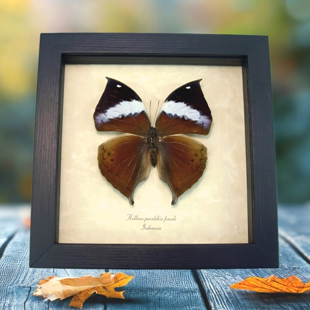 Real Framed Leaf Mimic Butterfly Kallima paralekta Female Framed Taxidermy Display