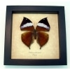Kallima paralekta Female Indian Leafwing Purple Leaf Mimic Butterfly Framed Taxidermy Display