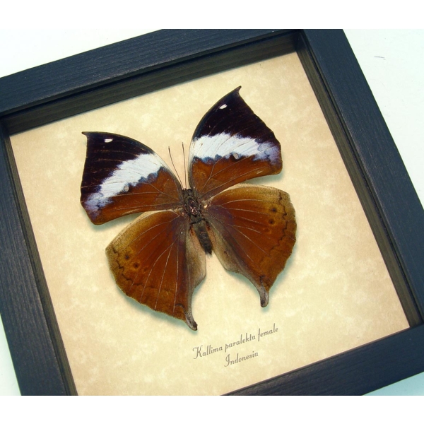 Kallima paralekta Female Indian Leafwing Purple Leaf Mimic Butterfly Framed Taxidermy Display