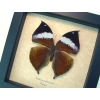 Kallima paralekta Female Indian Leafwing Purple Leaf Mimic Butterfly Framed Taxidermy Display