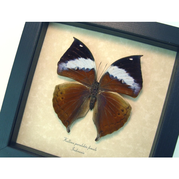 Kallima paralekta Female Indian Leafwing Purple Leaf Mimic Butterfly Framed Taxidermy Display