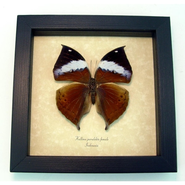 Kallima paralekta Female Indian Leafwing Purple Leaf Mimic Butterfly Framed Taxidermy Display
