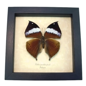 Real Framed Leaf Mimic Butterfly Kallima paralekta Female Framed Taxidermy Display