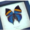Kallima paralekta Purple Leafwing Leaf Mimic Butterfly Framed Taxidermy