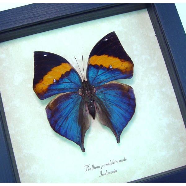 Kallima paralekta Purple Leafwing Leaf Mimic Butterfly Framed Taxidermy