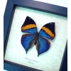 Kallima paralekta Purple Leafwing Leaf Mimic Butterfly Framed Taxidermy