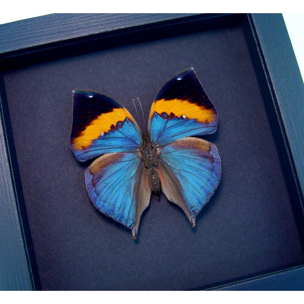 Kallima paralekta Indian Leafwing Purple Leaf Mimic Butterfly Moonlight Display
