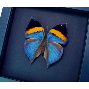 Kallima paralekta Indian Leafwing Purple Leaf Mimic Butterfly Moonlight Display Framed Taxidermy