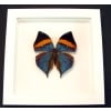 Kallima paralekta Indian Leafwing Purple Leaf Mimic Butterfly Vibrant White Display