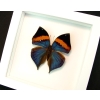 Kallima paralekta Indian Leafwing Purple Leaf Mimic Butterfly Vibrant White Display