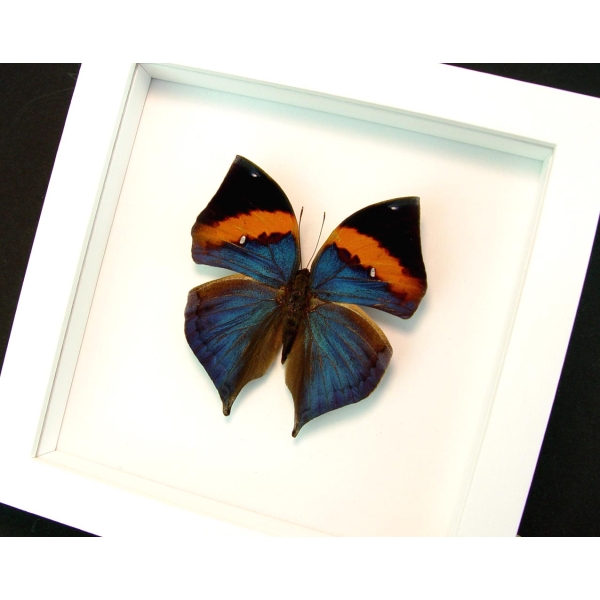 Kallima paralekta Indian Leafwing Purple Leaf Mimic Butterfly Vibrant White Display