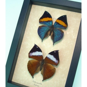 Kallima paralekta Pair Indian Leafwing Purple Leaf Mimic Butterflies Framed Butterfly