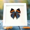 Malayan Leafwing Butterfly Kallima paralekta Framed Vibrant White Display