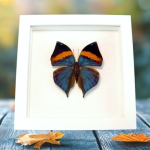 Malayan Leafwing Butterfly Kallima paralekta Framed Vibrant White Display