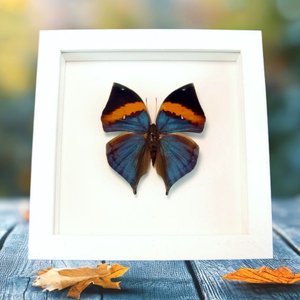 Malayan Leafwing Butterfly Kallima paralekta Framed Vibrant White Display