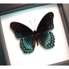 Limenitis Astyanax male Butterfly Red Spotted Purple Real Framed Taxidermy Classic Black Display