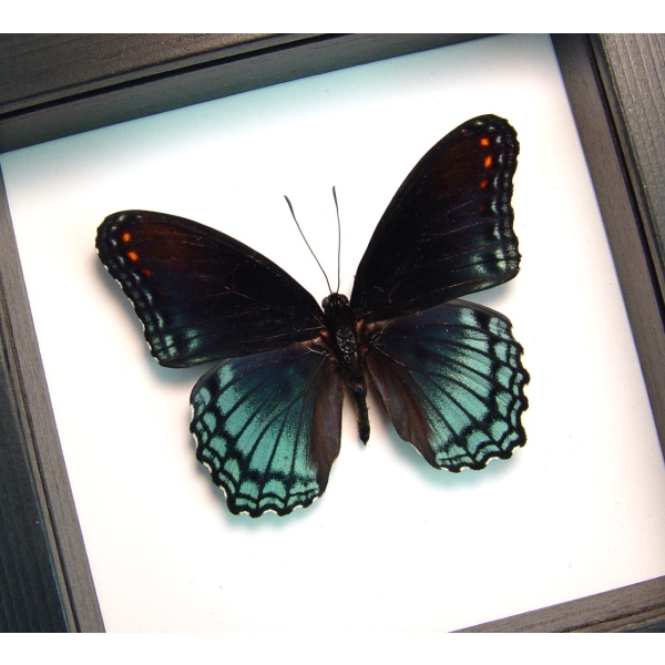 Limenitis Astyanax male Butterfly Red Spotted Purple Real Framed Taxidermy Classic Black Display