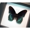 Limenitis Astyanax male Butterfly Red Spotted Purple Real Framed Taxidermy Classic Black Display