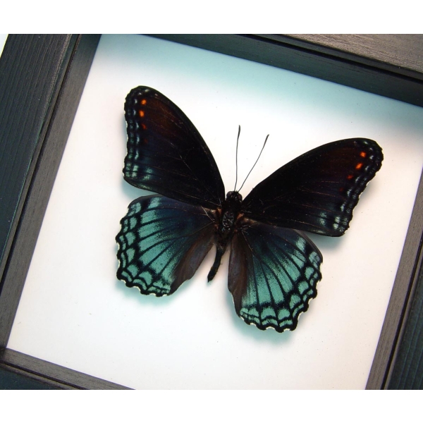 Limenitis Astyanax male Butterfly Red Spotted Purple Real Framed Taxidermy Classic Black Display
