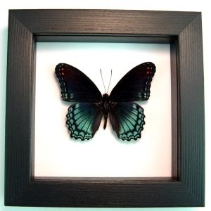 Limenitis Astyanax male Butterfly Red Spotted Purple Real Framed Taxidermy Classic Black Display