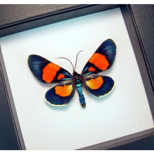 Milionia celebensis Framed Day Flying Moth Taxidermy Classic Black Display