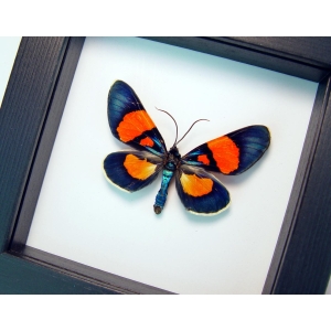 Milionia celebensis Framed Day Flying Moth Taxidermy Classic Black Display