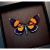 Milionia celebensis Day Flying Moth Framed Orange Blue Moth Moonlight Display