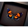Milionia celebensis Day Flying Moth Framed Orange Blue Moth Moonlight Display