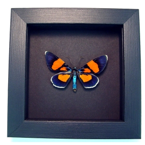 Milionia celebensis Day Flying Moth Framed Orange Blue Moth Moonlight Display