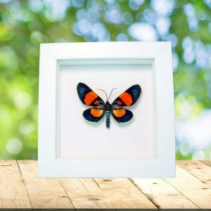Milionia celebensis Framed Day Flying Moth Vibrant White Display