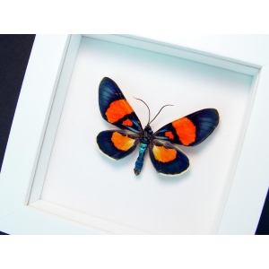 Milionia celebensis Framed Day Flying Moth Vibrant White Display
