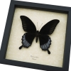Black Butterfly Papilio Ascalaphus Giant Swallowtail Moonlight Display Framed Taxidermy