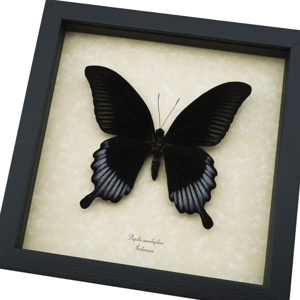 Black Butterfly Papilio Ascalaphus Giant Swallowtail Moonlight Display Framed Taxidermy