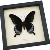 Black Butterfly Papilio Ascalaphus Giant Swallowtail Framed Taxidermy Display
